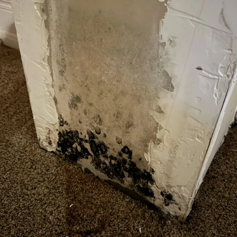 Professional Mold Removal in Midland County, MI